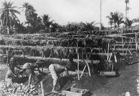 1917_04_04_djombi_plantation_tabac